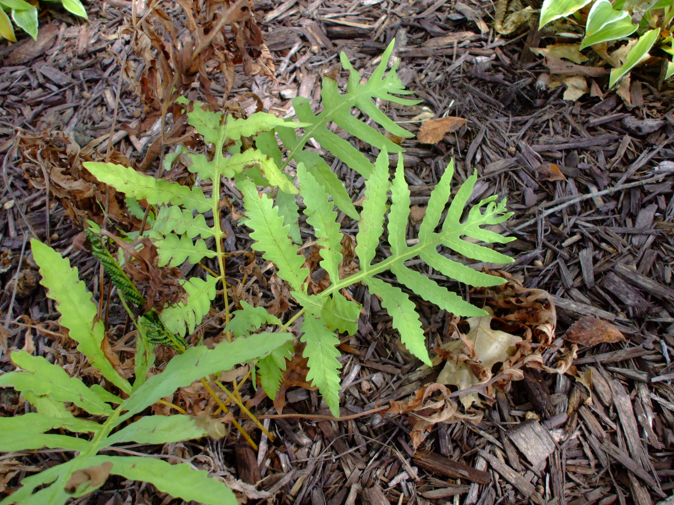 Onoclea sensibilis